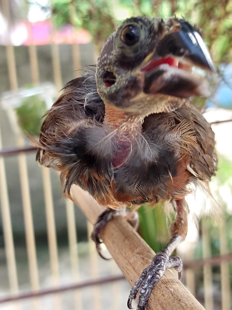 Estudantes comprovam eficácia do Coccidex no tratamento da coccidiose em pássaros